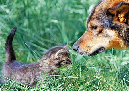 Cute Dog