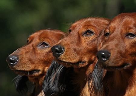 Irish Setters