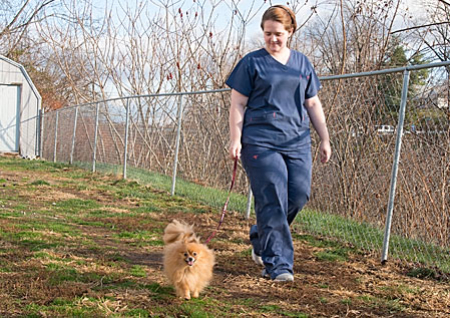 Walking Dog